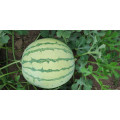 Densuke  round  vegetable watermelon seeds